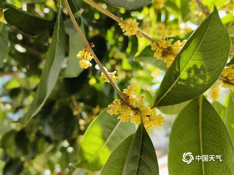 桂林桂花|藝廊說丨说到桂花，我只认桂林的！